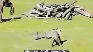 Most Loving Video of Baby Elephant