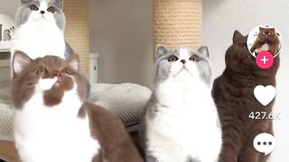 Cute baby cat