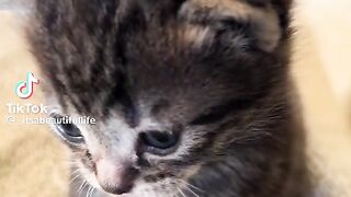 Cute baby cat