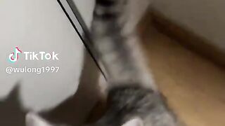 Cute baby cat