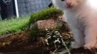 cute cat kitten play in garden