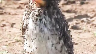 This bird's carcass was consumed by hundreds of ants that bit it.