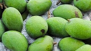 স্কুলের গাছে আম পড়ার সময় #mango #school