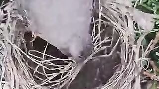 Mommy bird