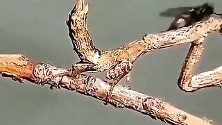 The terrifying camouflage of an animal