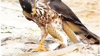 A proud and powerful eagle traps a snake on the ground with its sharp talons.