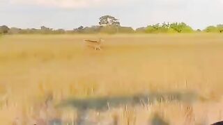 The ruthless and coordinated work of African wild dogs!