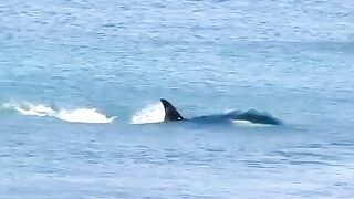 Brutal killer whale attack on the beach!