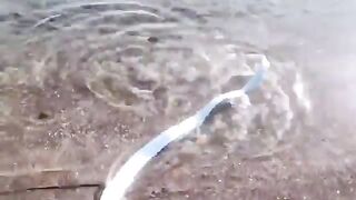 The world's rarest fish washed up on the shores of Mexico