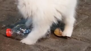 KITTEN CAT PLAYING BOTTLE