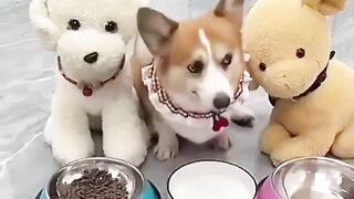 Dog got Angry