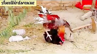 #videoviralシ #facbookreels #aseellovers #birds_care