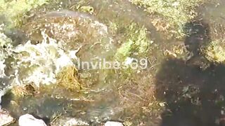 Unbelievable Catch Giant Snakehead Murrel!