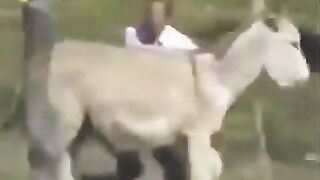 Horny Donkey ;)