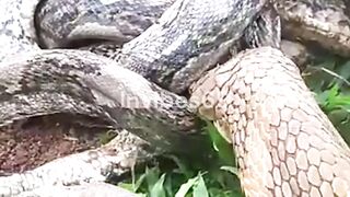 Deadly Encounter: Cobra vs. Snake!