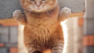Cat is working very hard for his sister.