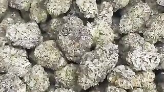 Telegram @Tony_pluge Weed coke in Munich