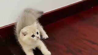 I didn t expect it to be so scary #funny #cat #catlove