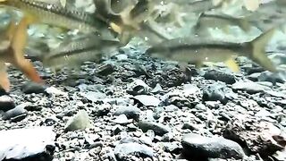 Personal video