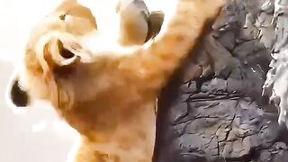 Story of lion and rabbit friendship