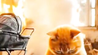 Cat take care of a baby