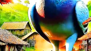 Hen save the pigeon