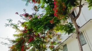 Krisno chura kotha bole