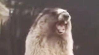 Vlogs from Rajab butt