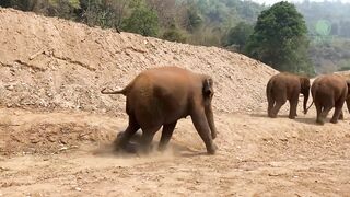 Baby Elephant trip to river