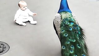 Peacock with child