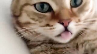 Chat mignon