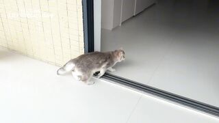 Funny cat and duck