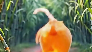 #cat virl video#