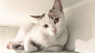 pure Beauty Cat
