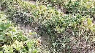 Village traditional life