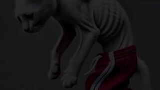 Kdis video