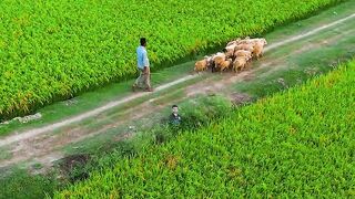 গ্রামীণ জীবন