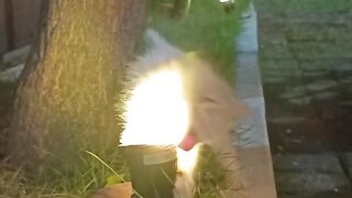 kitten cute cat play lamp