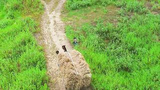 গ্রামীণ জীবন