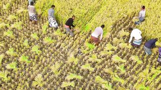 গ্রামীণ জীবন