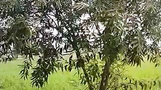 Beautiful trees ????