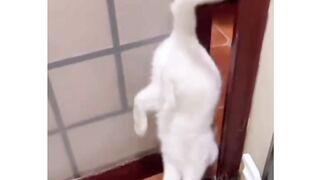 Cat's_skils