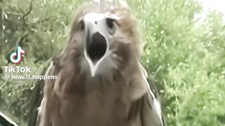 Strange birds