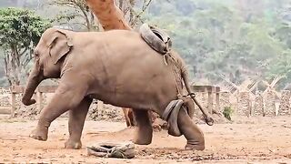 Elephatns_skillls