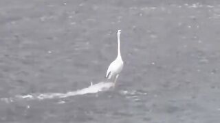 like walking on water