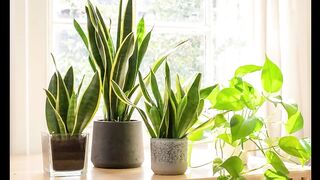 5 amazing benefits of having a snake plant in your bedroom or lounge
