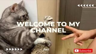 funny cat video ???????? 2025 try not to laugh