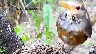 Pássaros em pleno espetáculo da natureza, trazendo vida ao lar! eles alimentam seus filhotes