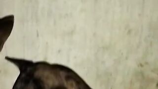 funny dog
