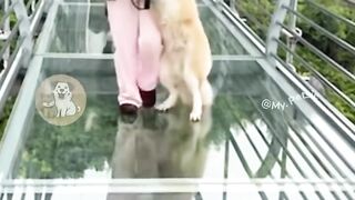DOG SCARED